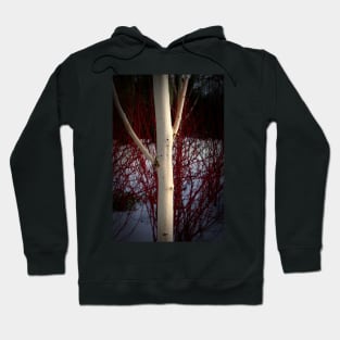 Birch and colour Hoodie